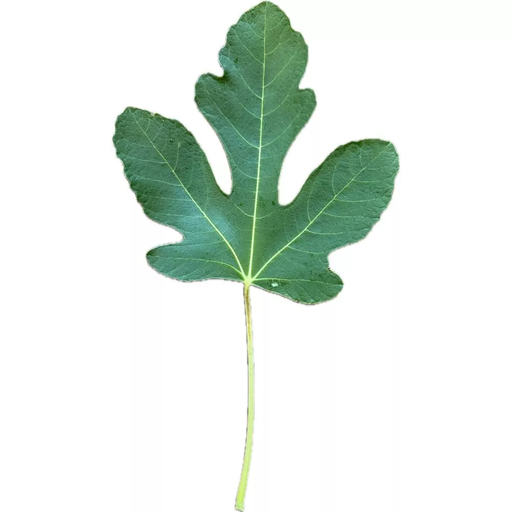 De Les Olletes Fig