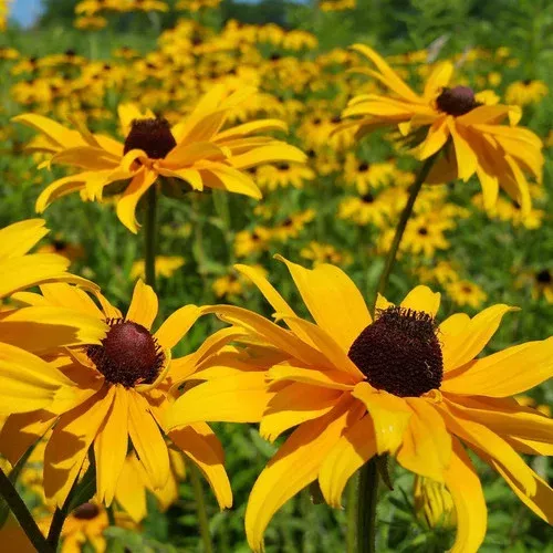 Deam’s Black-Eyed Susan
