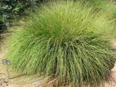 DEER MUHLY GRASS 5gal