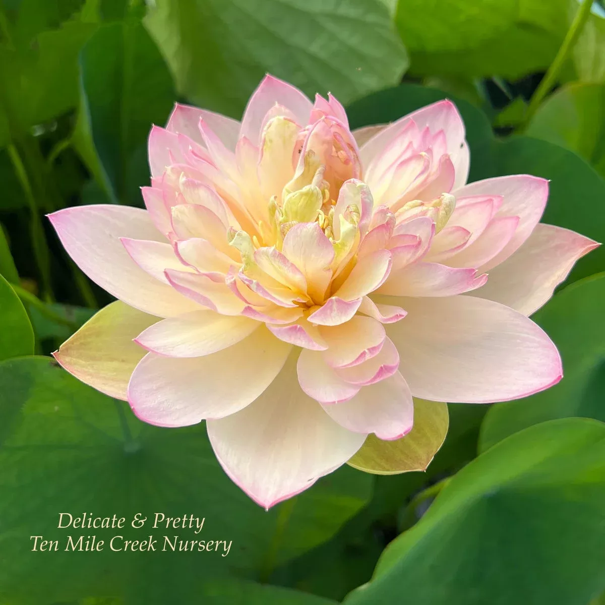 Delicate & Pretty Lotus