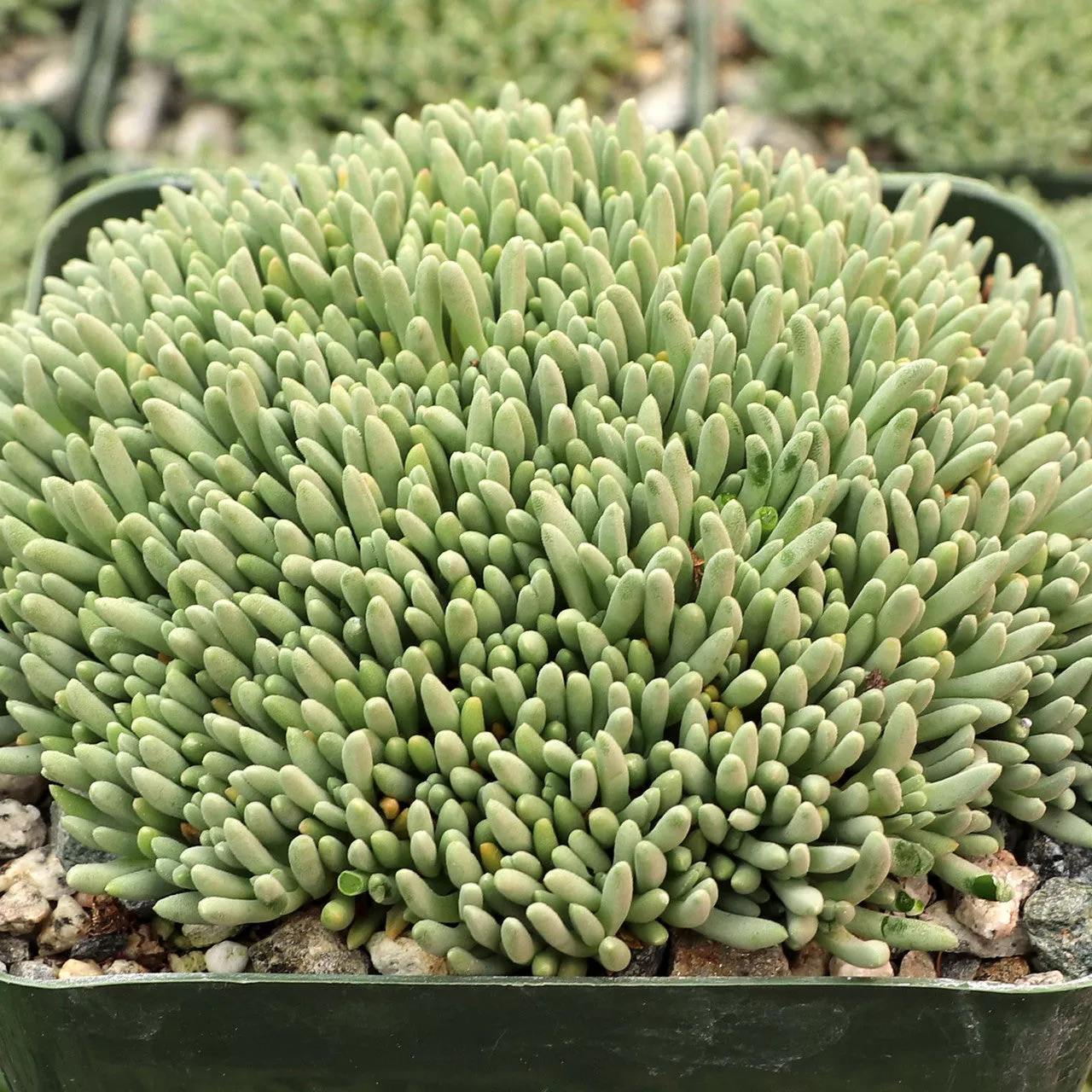 Delosperma sphalmanthoides 'Tufted Ice Plant'