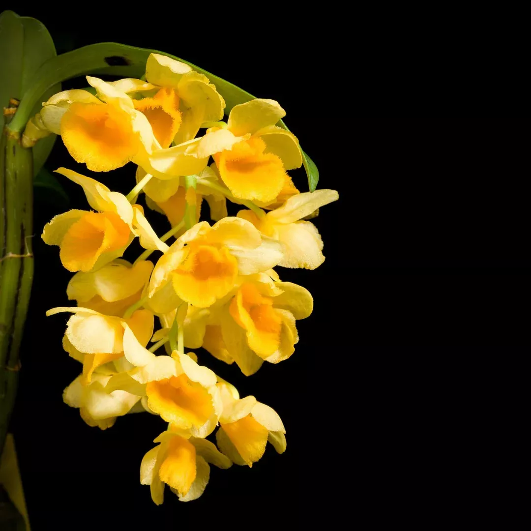 Dendrobium densiflorum