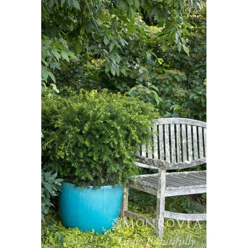 Dense Spreading Yew - Monrovia