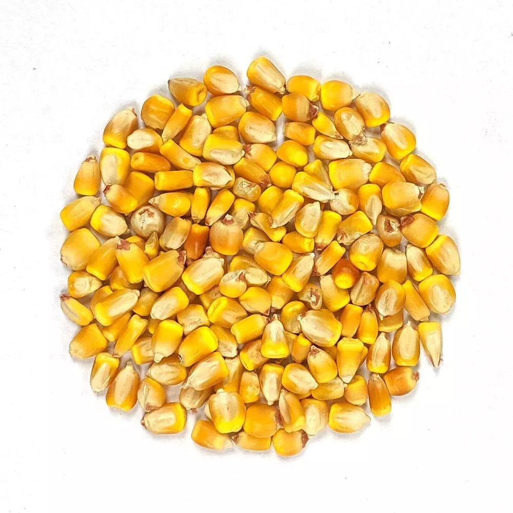 Dent Corn Seeds – Reid’s Yellow