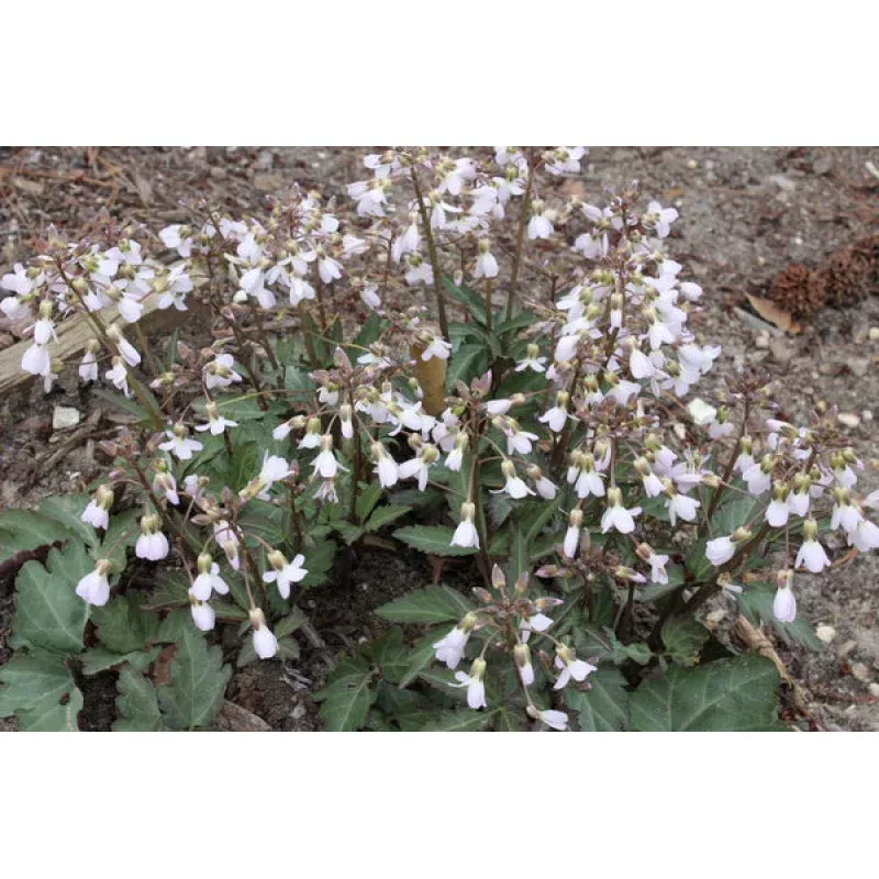 Dentaria heterophylla White Sprite