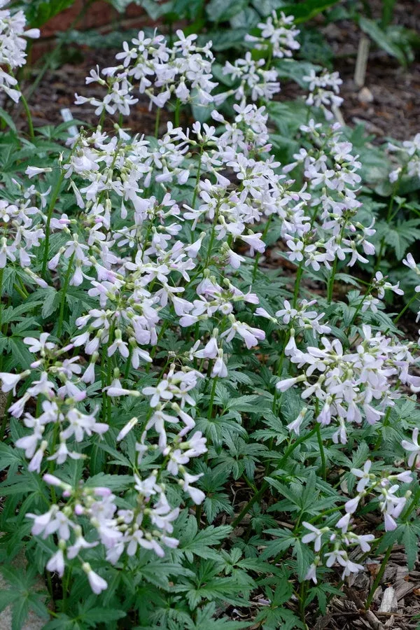 Dentaria laciniata ‘Priceless’