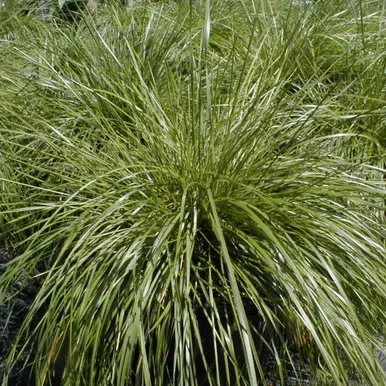 Deschampsia caespitosa