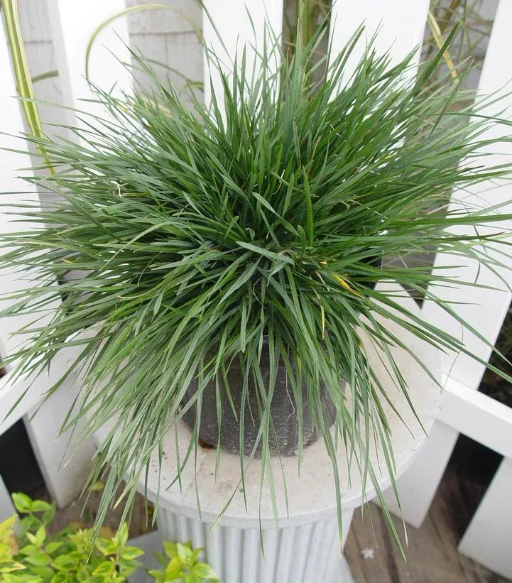 Deschampsia cespitosa Goldtau