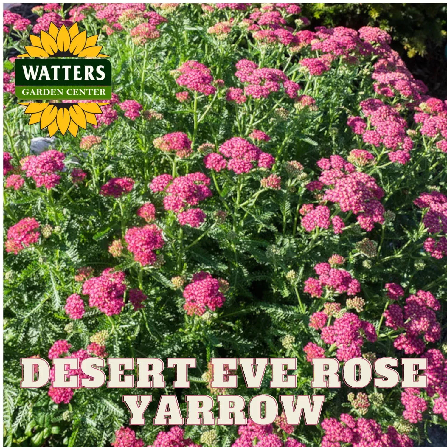 DESERT EVE ROSE YARROW 1gal