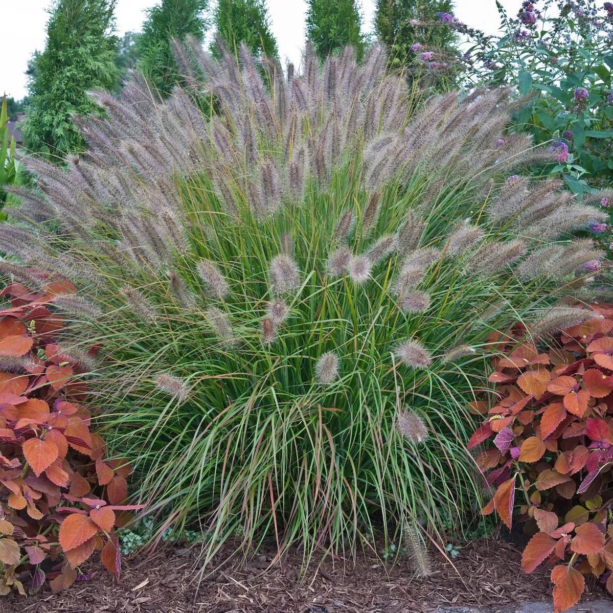 ‘Desert Plains’ Fountain Grass – Pennisetum