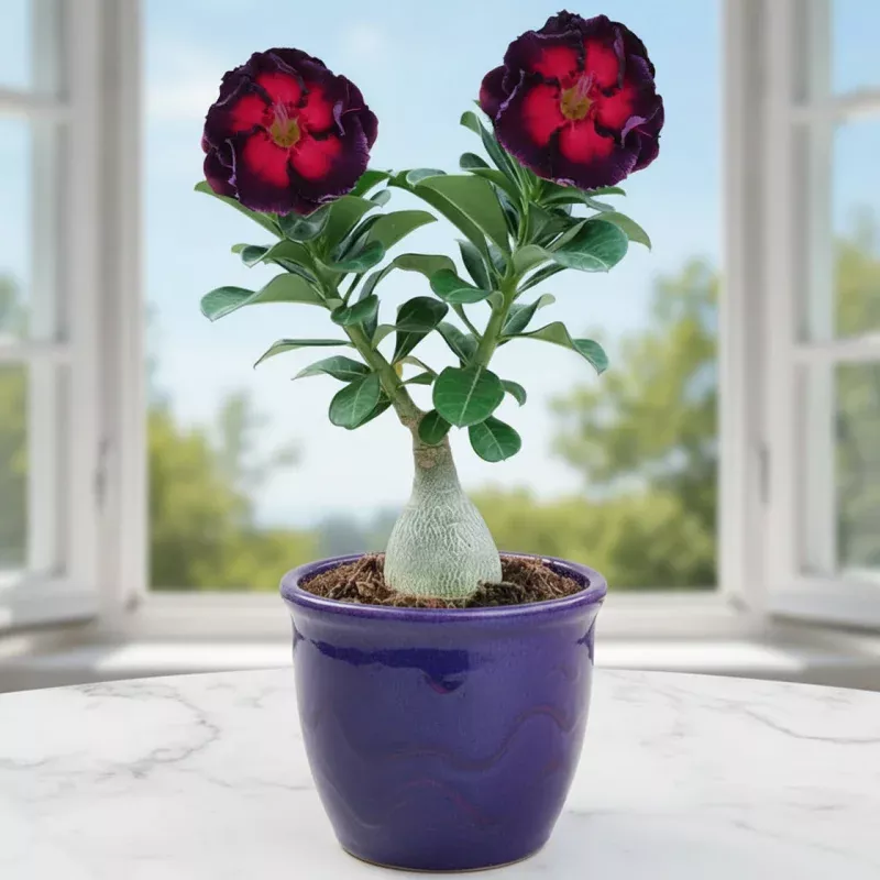 Desert Rose Shadow Flame (Adenium hybrid)