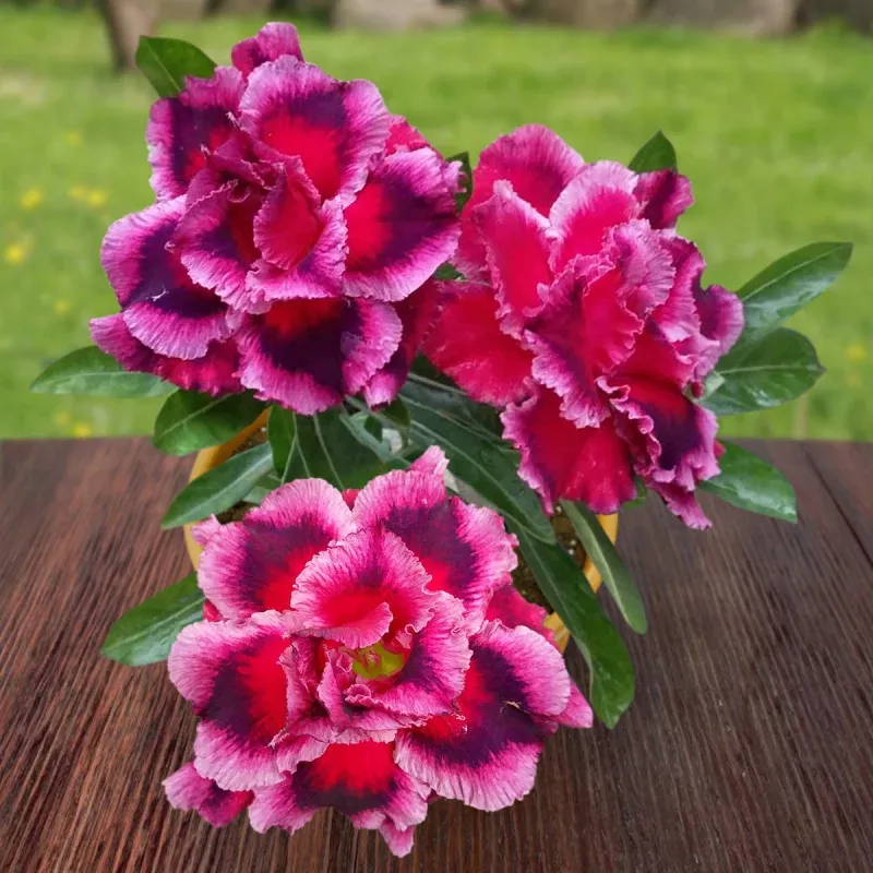 Desert Rose Swan and Dragon (Adenium hybrid)