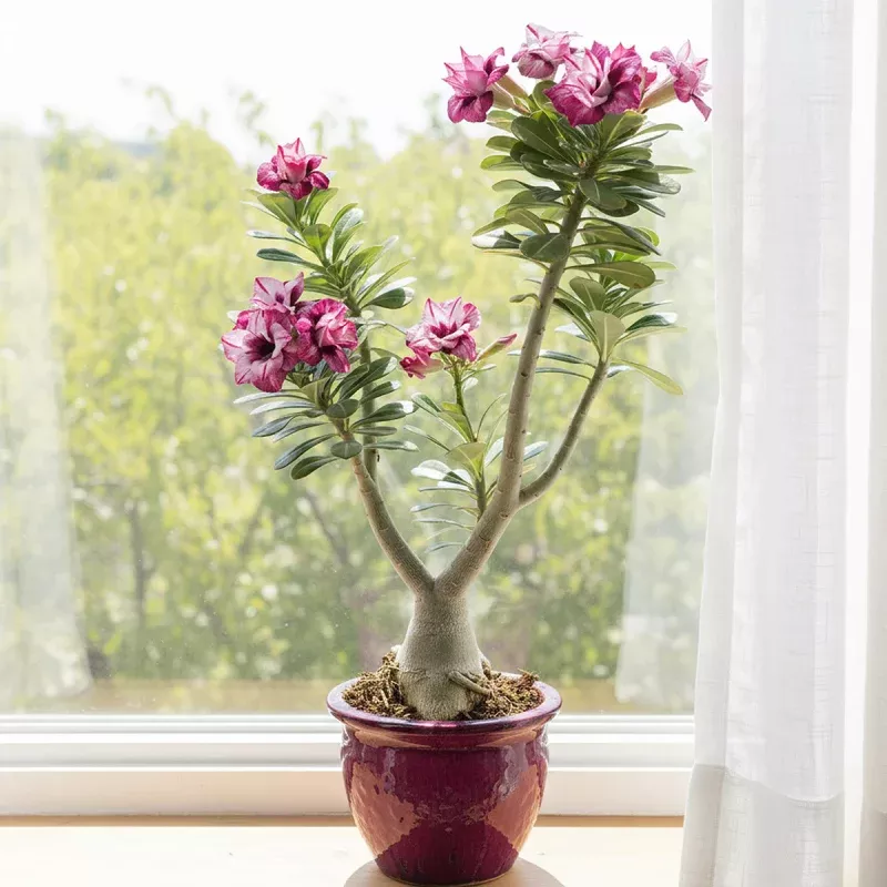 Desert Rose 'Zenoa' (Adenium hybrid)