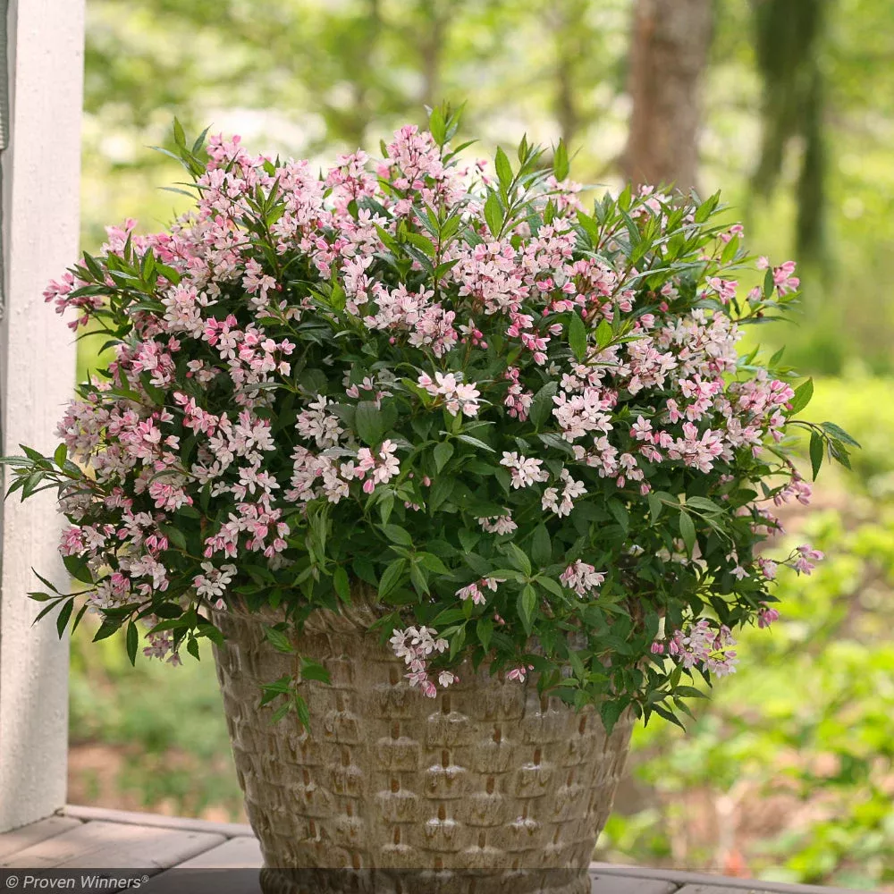 Deutzia, Yuki Cherry Blossom #3