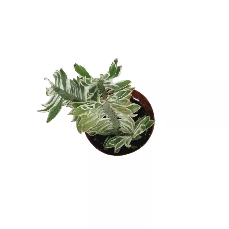 Devil's Backbone, 3in, Pedilanthus tithymaloides