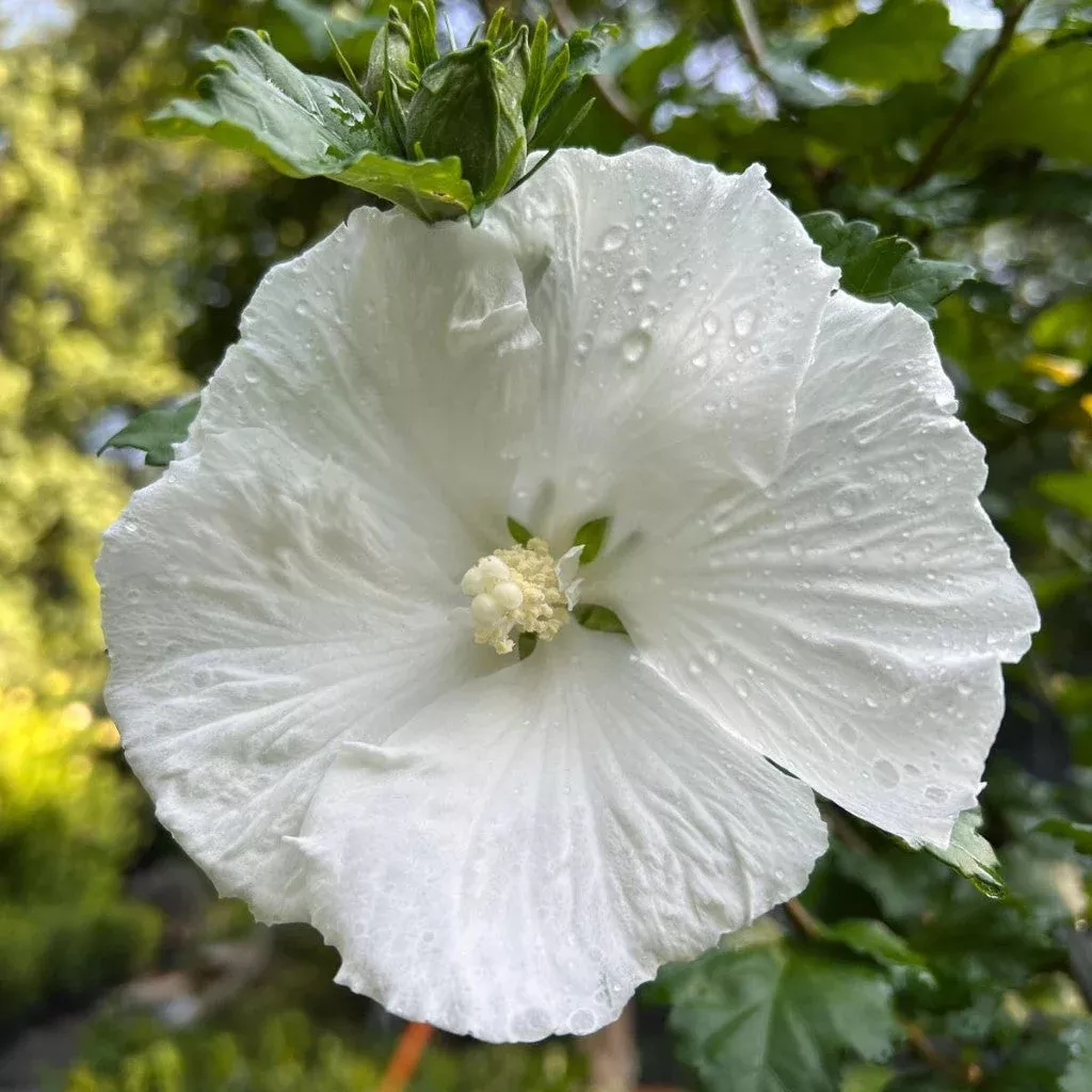 Diana Rose of Sharon – Pure White Single Blooms All Summer, Tree Form (Hibiscus syriacus ‘Diana’)