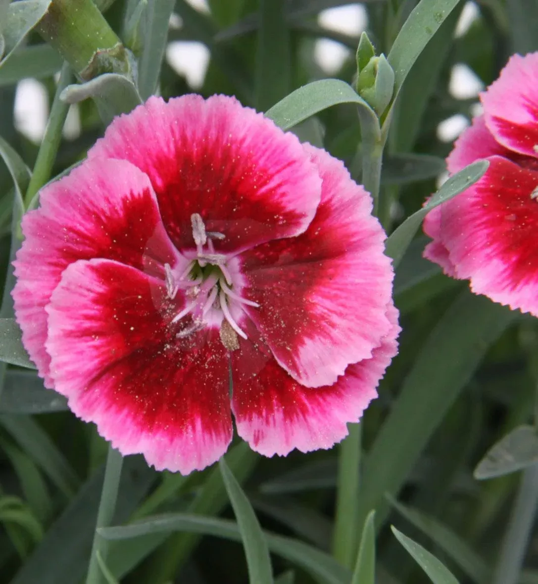 Dianthus EverLast™ Raspberry Cream