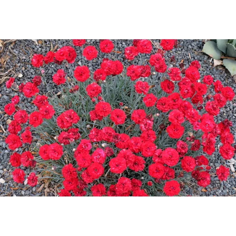 Dianthus Maraschino PP 27882