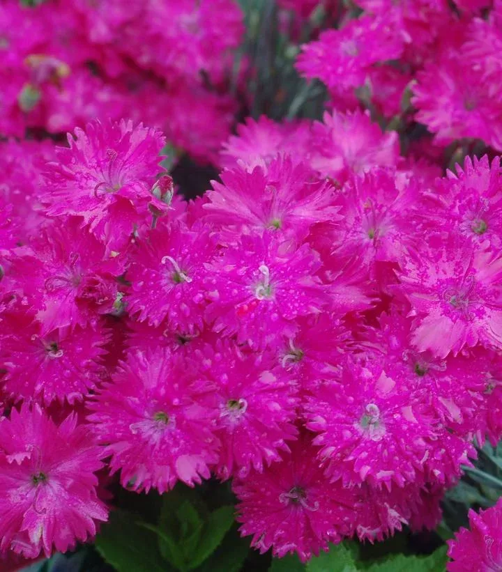 Dianthus `Neon Star`