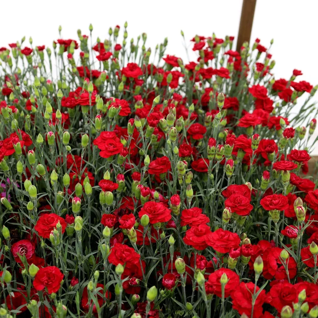 Dianthus Passion