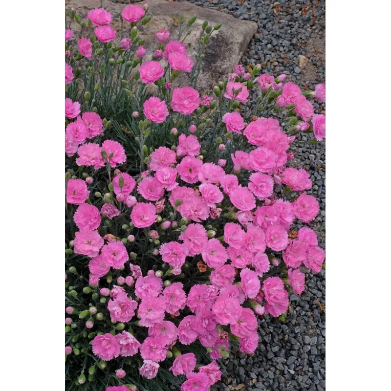 Dianthus Sweetie Pie PP 27989