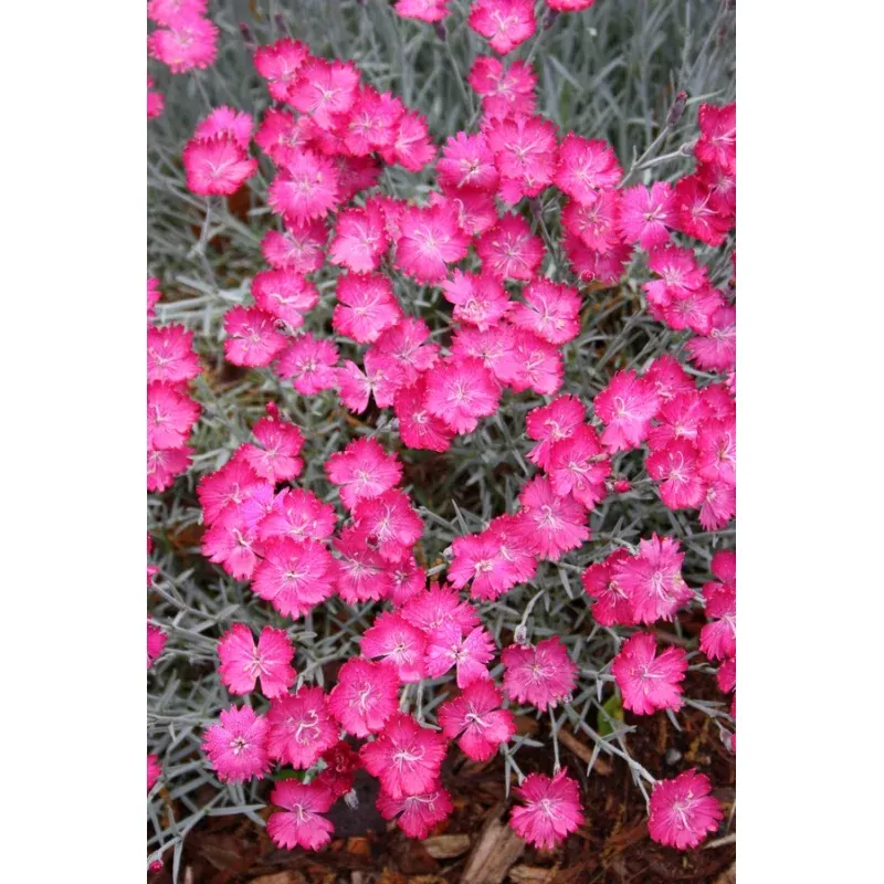 Dianthus Wicked Witch PP 19824