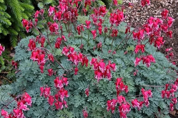 Dicentra Fire Island PP 22488