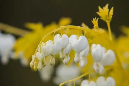 Dicentra spectabilis ‘White Gold’ (Bleeding Heart)