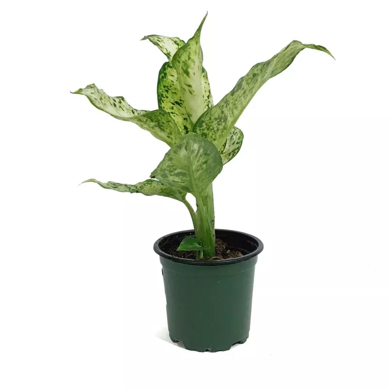 Dieffenbachia, 4in, Amy