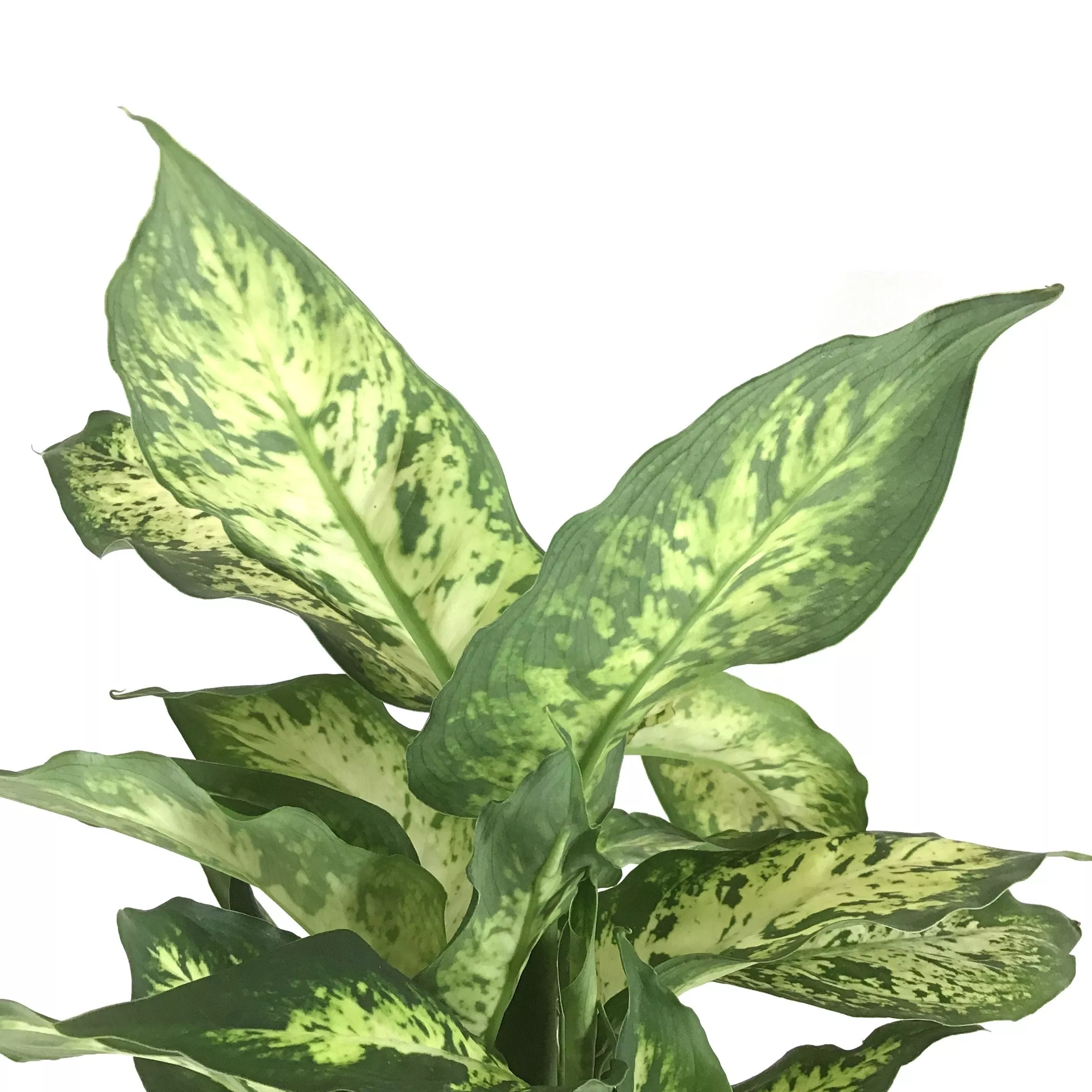 Dieffenbachia, 6in, Splash