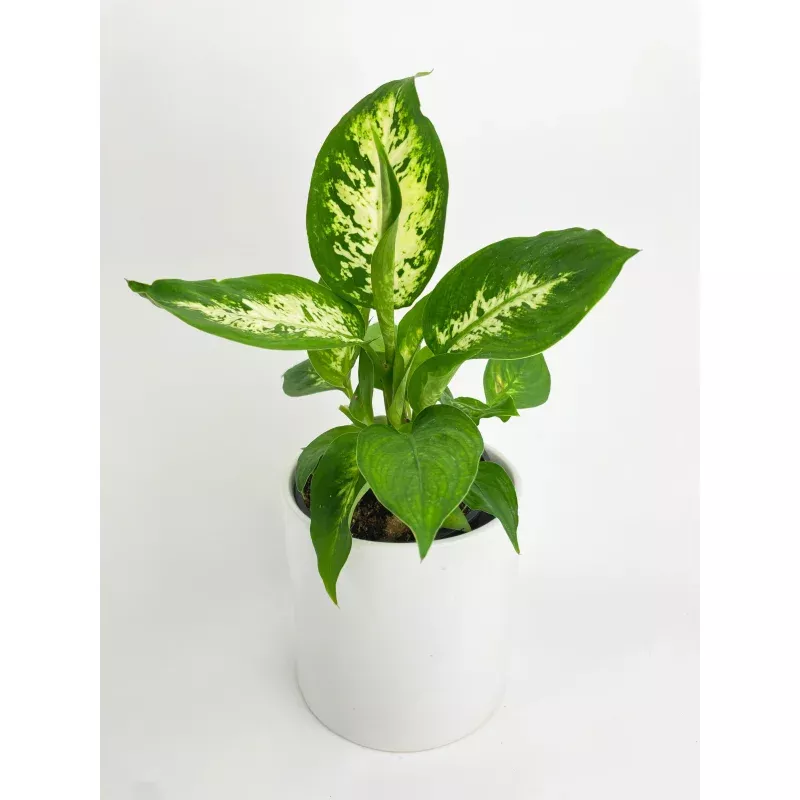 Dieffenbachia Memoria Corsii 'Amy'
