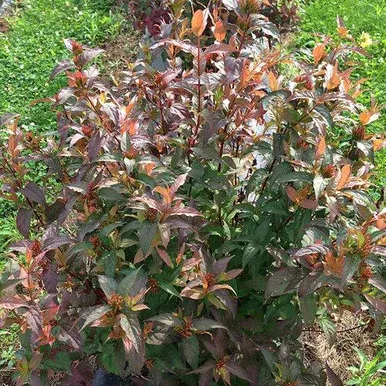 Diervilla rivularis ‘Kodiak Red’