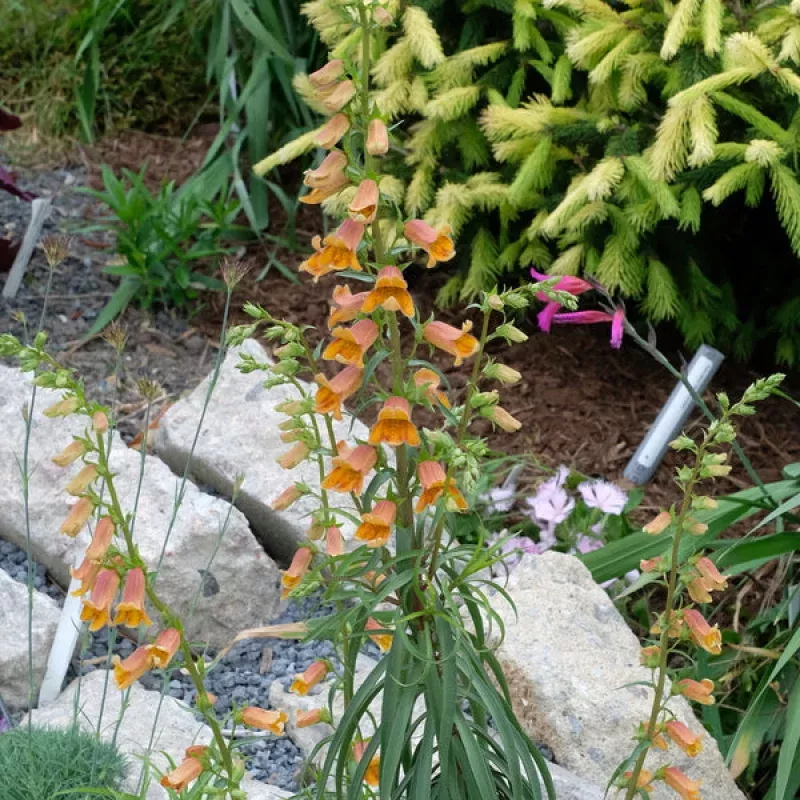 Digitalis obscura