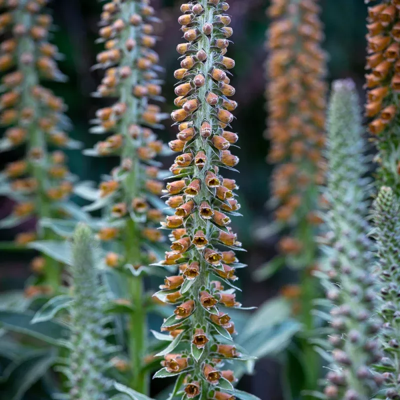 Digitalis parviflora 'Milk Chocolate'