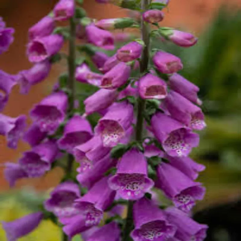 Digitalis Purpurea ‘Dalmatian Rose’ Foxglove. 10 count flat of 4″ pots