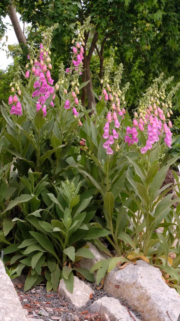 Digitalis thapsi ‘Spanish Peaks’