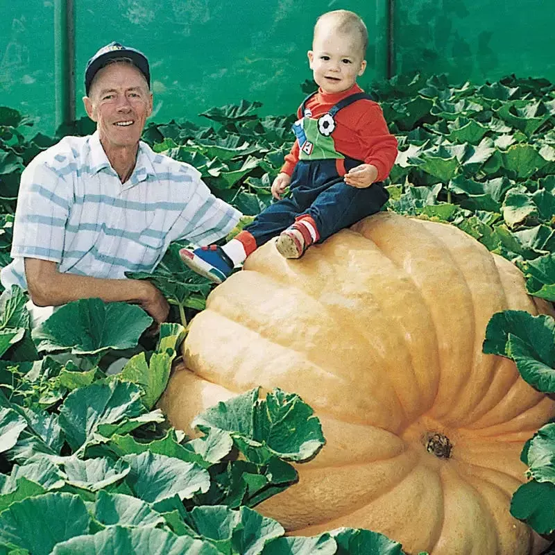 Dill’s Atlantic Giant Pumpkin Seed