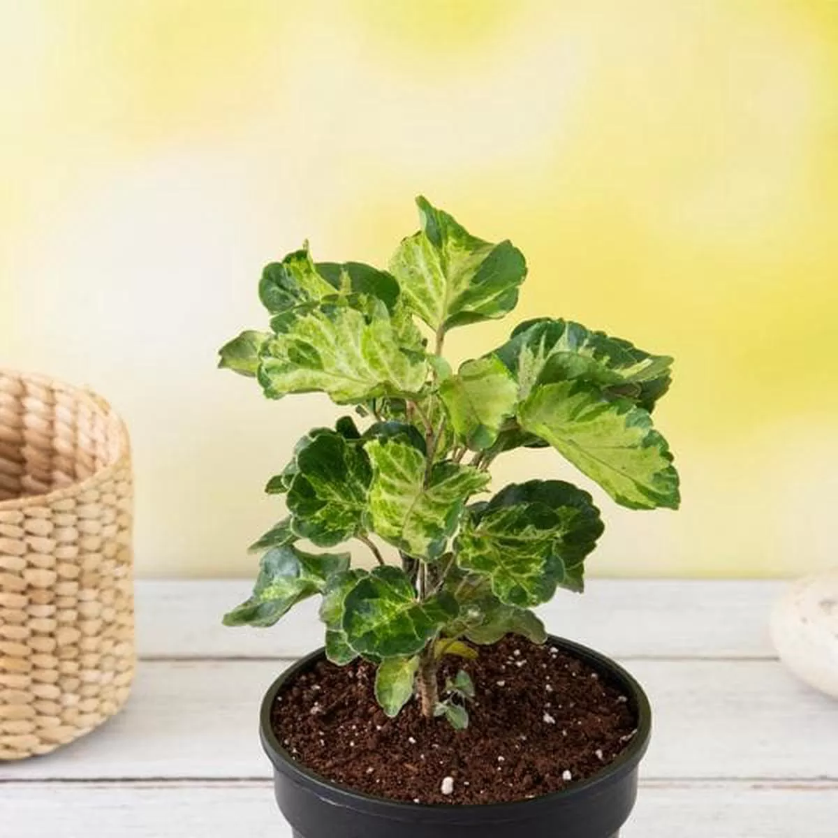Dinner Plate Aralia – Plant
