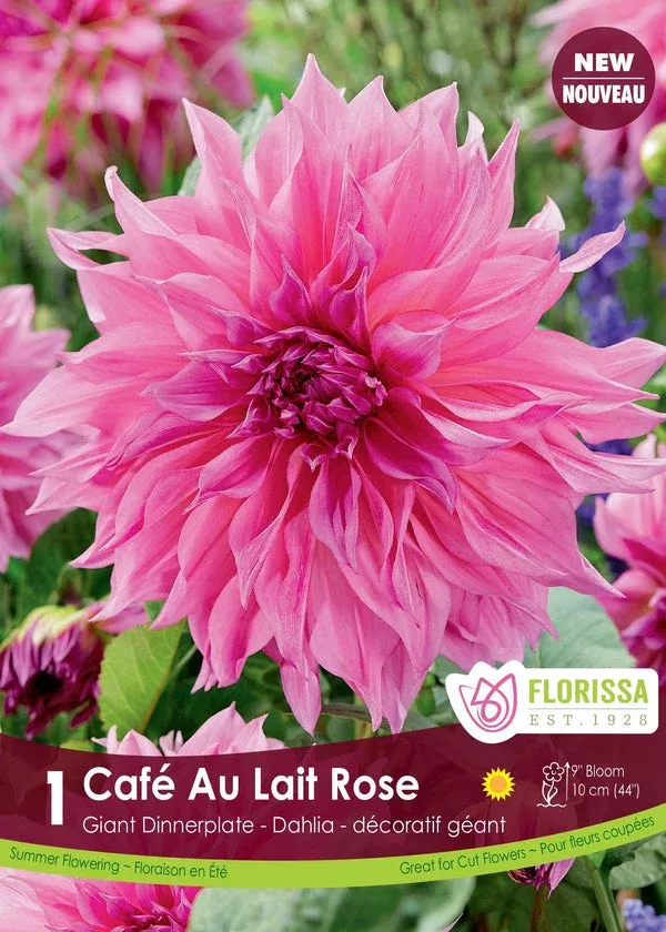 Dinnerplate Dahlia Cafe Au Lait Rose 1/PKG