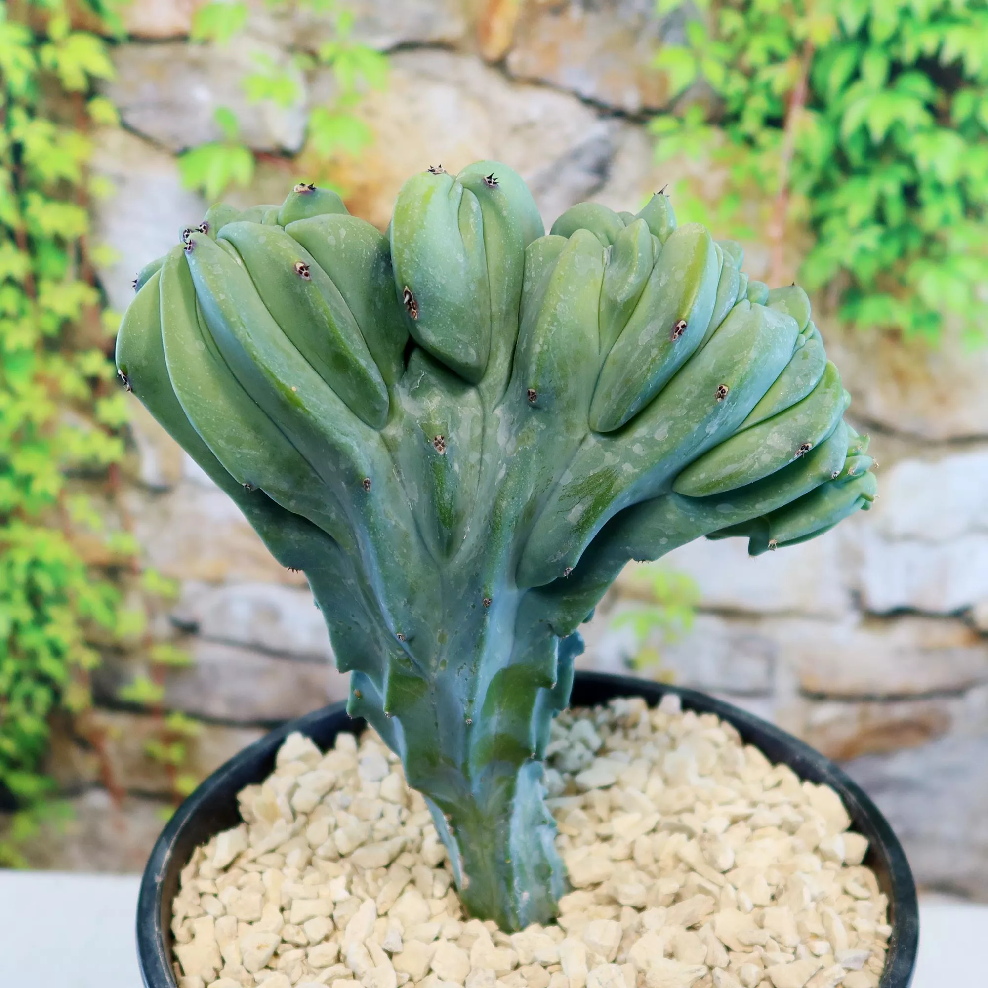 Dinosaur Back Plant Branched Myrtillocactus geometrizans