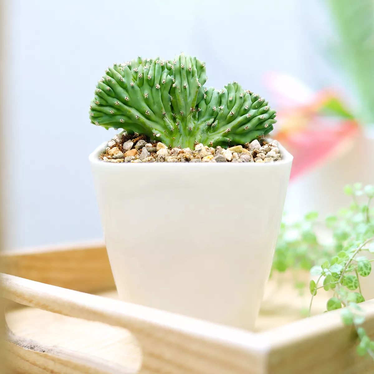 Dinosaur Back Plant Cactus