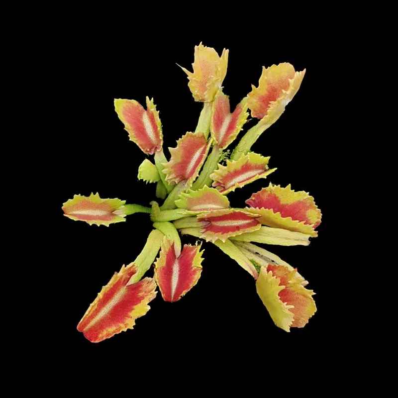 Dionaea muscipula ‘Bart Simpson’ – Venus Fly Trap