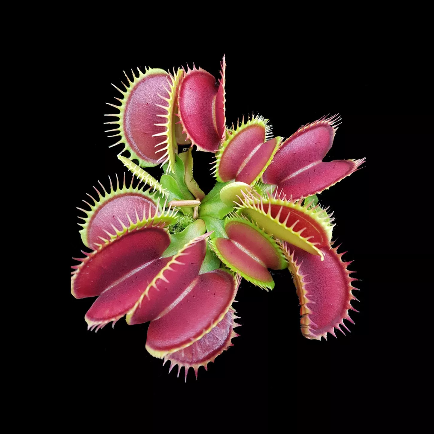 Dionaea muscipula ‘Big Mouth’ – Venus Fly Trap