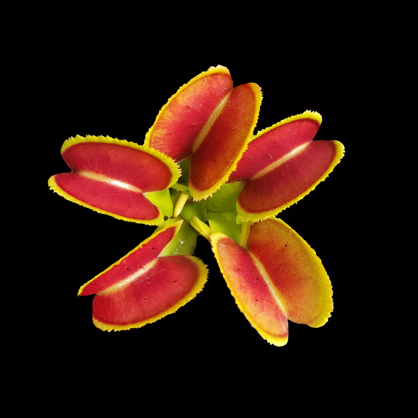Dionaea muscipula ‘Bristle Tooth’ Winter Dormant – Venus Flytrap
