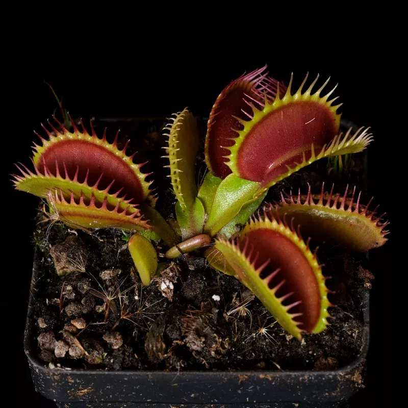 Dionaea muscipula ‘Centurion’