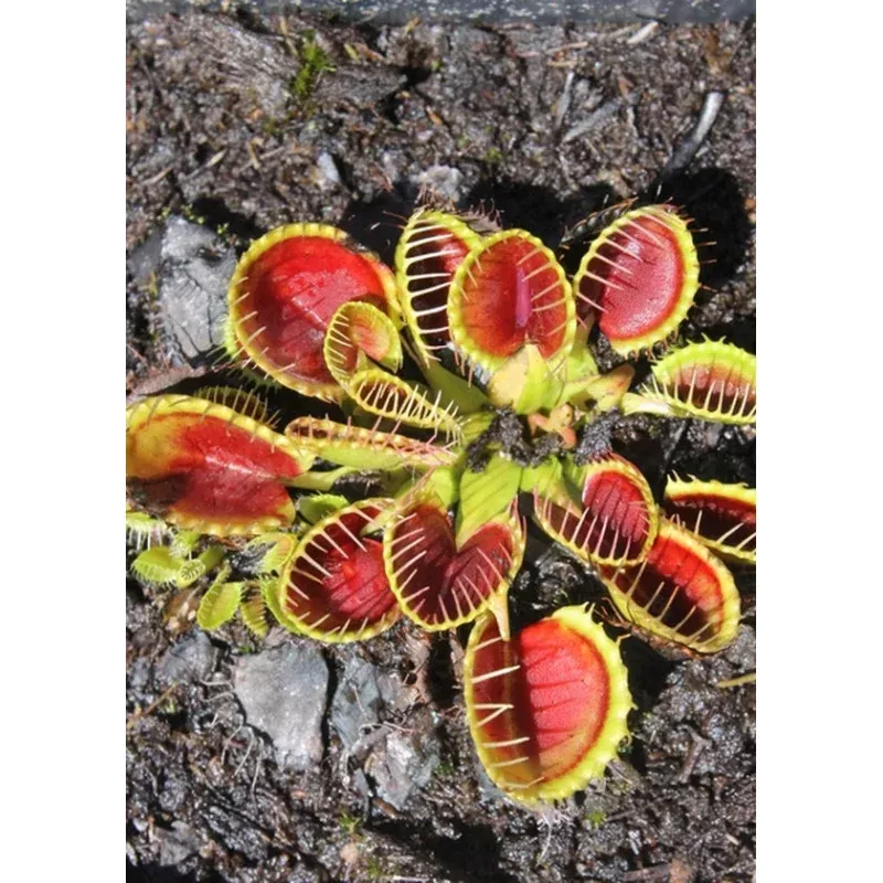 Dionaea muscipula Cupped Trap
