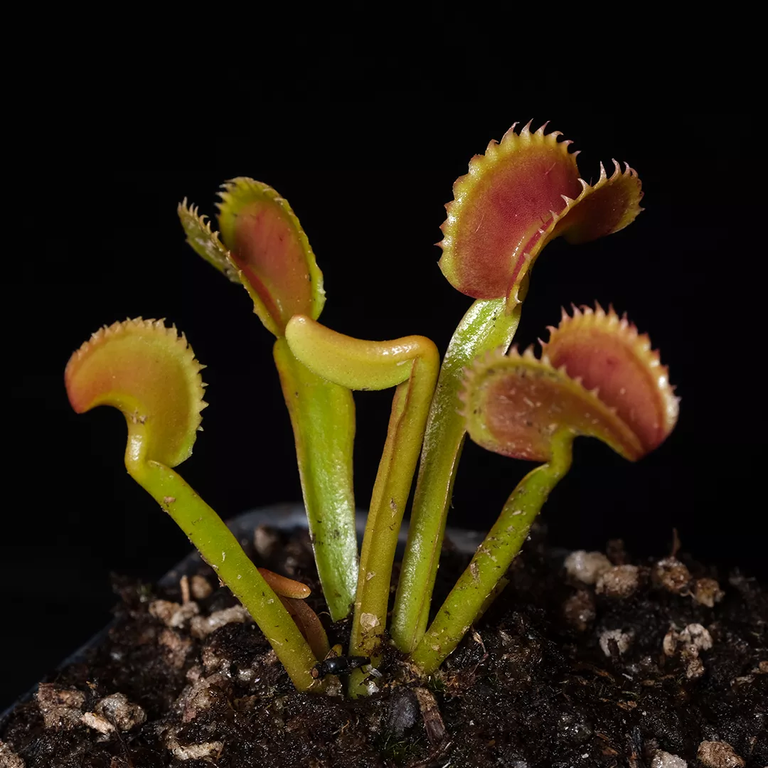 Dionaea muscipula ‘Dente’