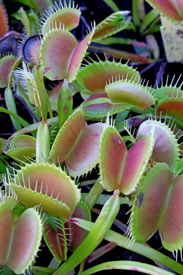 Dionaea muscipula King Henry