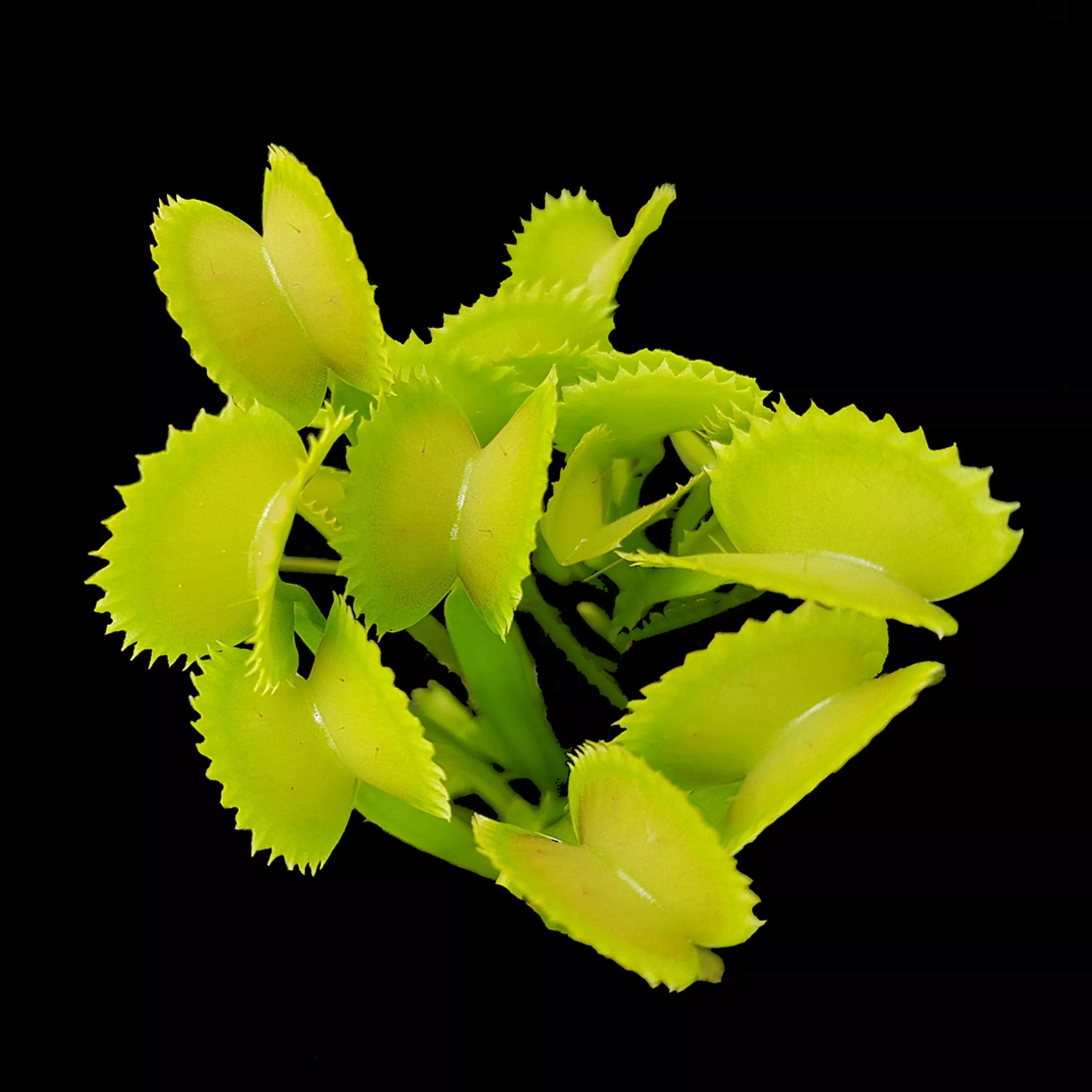 Dionaea muscipula ‘Sharks Teeth’ Venus Flytrap