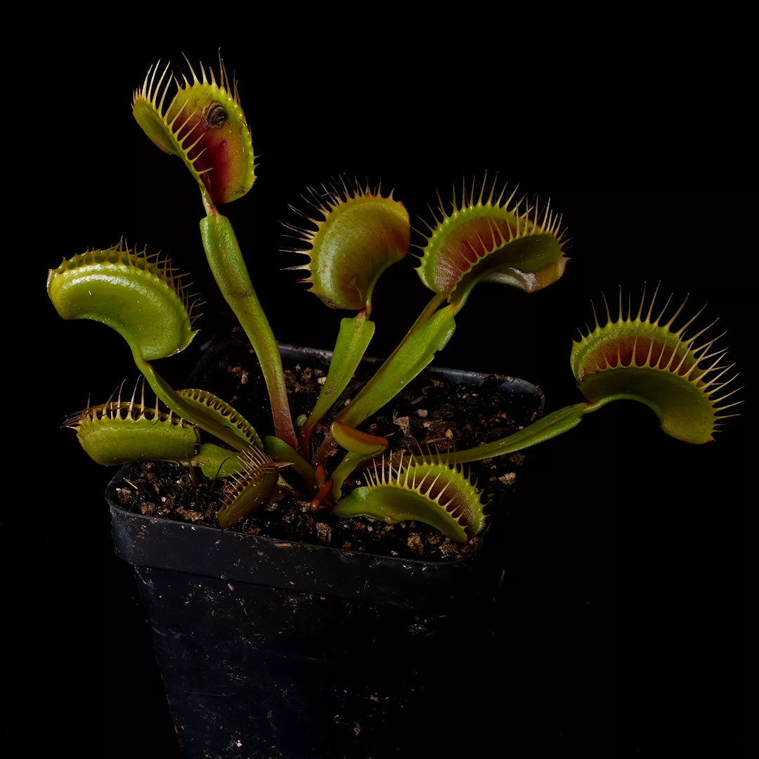 Dionaea muscipula ‘Smog’